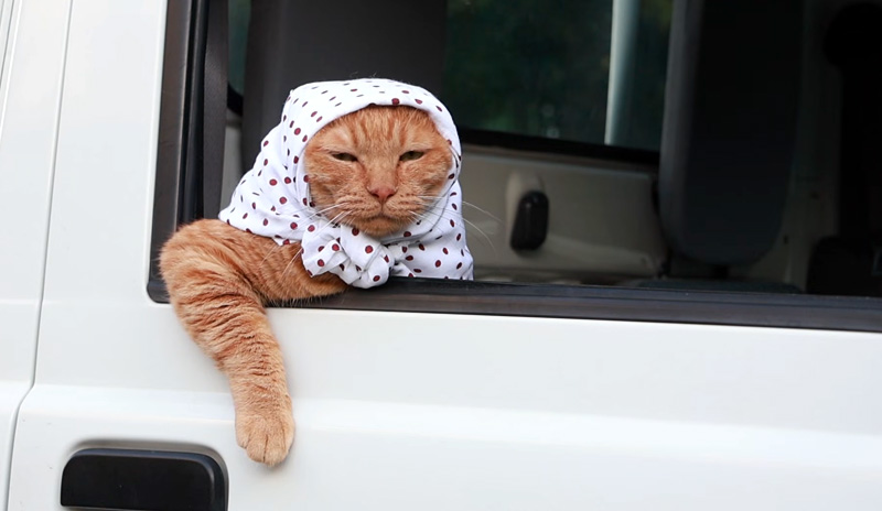 ほっかむりで軽トラに乗る猫