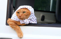 ほっかむりで軽トラに乗る猫