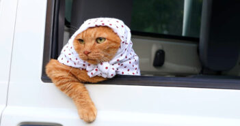 ほっかむりで軽トラに乗る猫