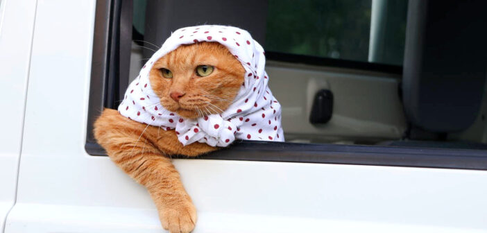 ほっかむりで軽トラに乗る猫