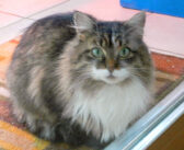 家の庭に住み着いた野良猫の親子。住人家族の優しさと『素敵なアイデア』が極寒の冬から親子の命を守る