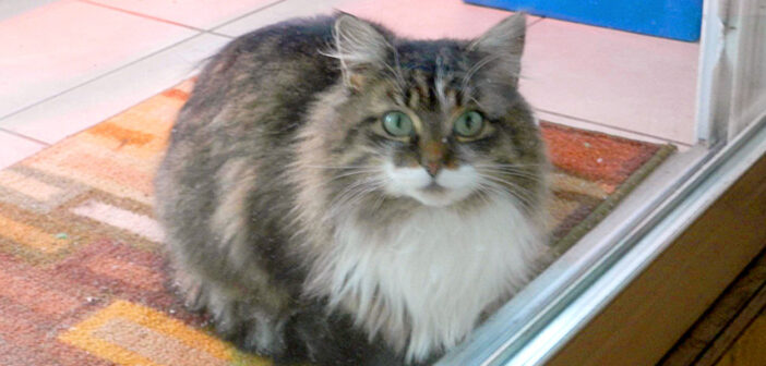 家の庭に住み着いた野良猫の親子。住人家族の優しさと『素敵なアイデア』が極寒の冬から親子の命を守る