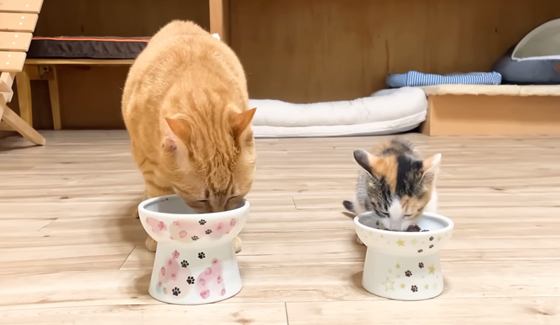 並んでご飯を食べる猫達