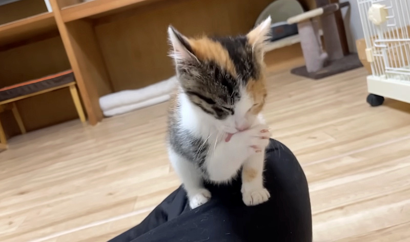 膝の上で食後のお手入れをする子猫