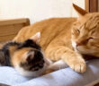 先住猫と添い寝する子猫