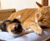 先住猫と一緒に寝たい保護子猫。眠たくなると少しずつ近づいていって、最後は添い寝する様子にホッとする (*´ェ`*)♡