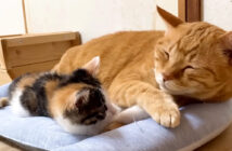 先住猫と添い寝する子猫