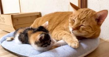 先住猫と添い寝する子猫
