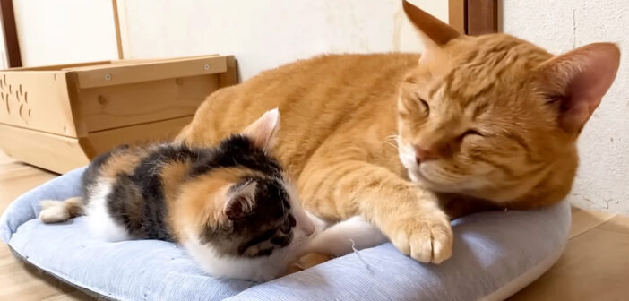 先住猫と一緒に寝たい保護子猫。眠たくなると少しずつ近づいていって、最後は添い寝する様子にホッとする (*´ｪ｀*)♡