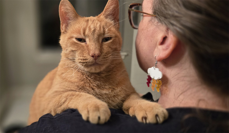 抱っこされる猫