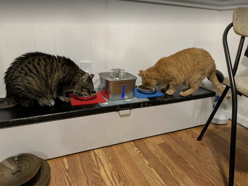 ご飯を食べる猫