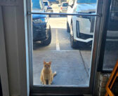 ある日、イタリアンレストランに現れた野良猫。たちまちスタッフの一員になって、癒しの接客を始める (*´ェ`*)