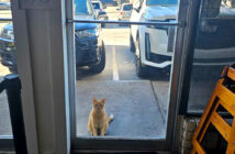 イタリアンレストランに現れた猫