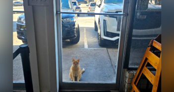 イタリアンレストランに現れた猫