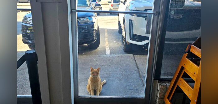 イタリアンレストランに現れた猫