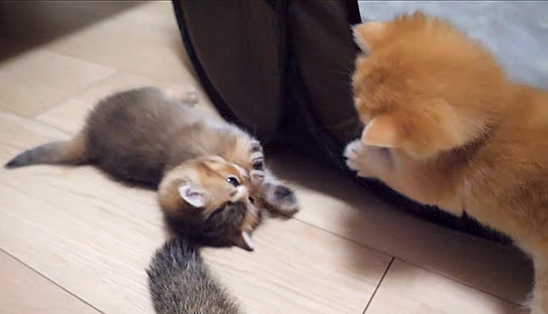 遊び始めた子猫達