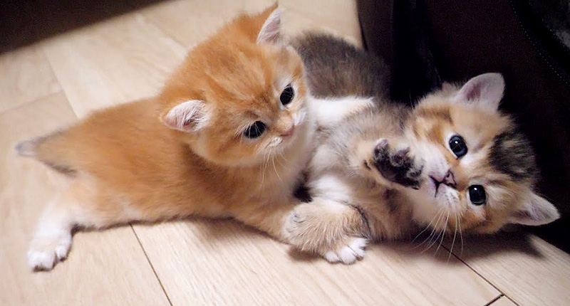 じゃれてるのか喧嘩してるのか分からない子猫達