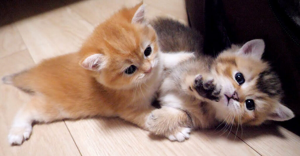 じゃれてるのか喧嘩してるのか分からない子猫の兄弟。その可愛すぎる