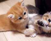 じゃれてるのか喧嘩してるのか分からない子猫の兄弟。その可愛すぎる攻防に思わず胸がキュンとする ( *´艸`)♡