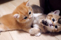 じゃれてるのか喧嘩してるのか分からない子猫達