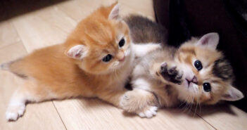 じゃれてるのか喧嘩してるのか分からない子猫の兄弟。その可愛すぎる攻防に思わず胸がキュンとする ( *´艸`)♡