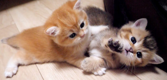 じゃれてるのか喧嘩してるのか分からない子猫の兄弟。その可愛すぎる攻防に思わず胸がキュンとする ( *´艸`)♡