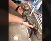 保護したばかりの子猫に ”かけ湯” をしたら、一瞬で野生を失った ( *´艸`)♡