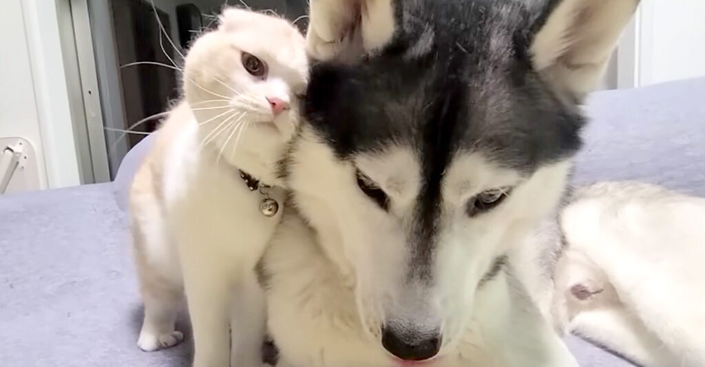 思わず同居犬と喧嘩をしてしまった猫さんが、世界一可愛い謝罪をする姿
