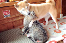 大人しくなる猫