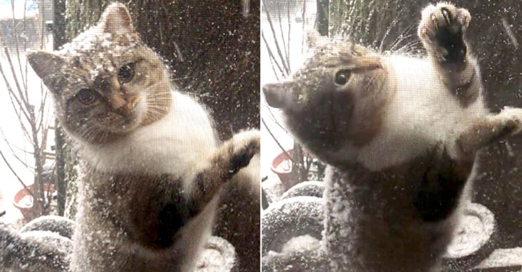 凍えるような吹雪の中、助けを求めて家の窓を引っ掻いてきた猫。それは