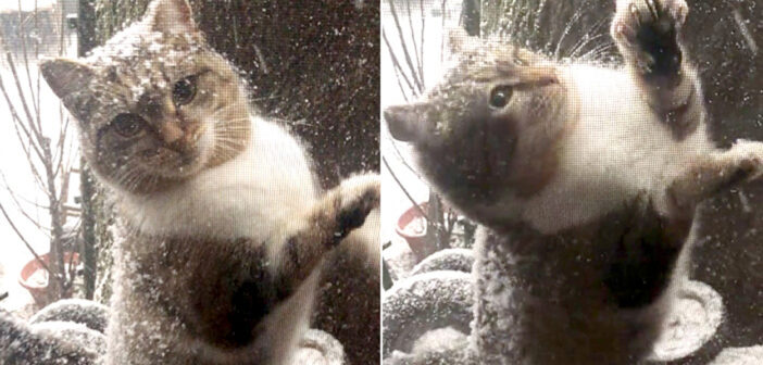 凍えるような吹雪の中、助けを求めて家の窓を引っ掻いてきた猫。それは1年前に保護することの出来なかった野良猫でした
