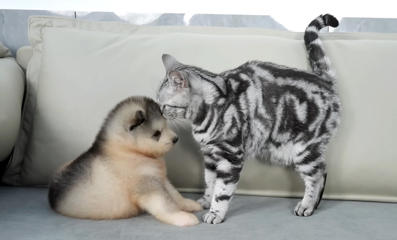 子犬が気になる猫