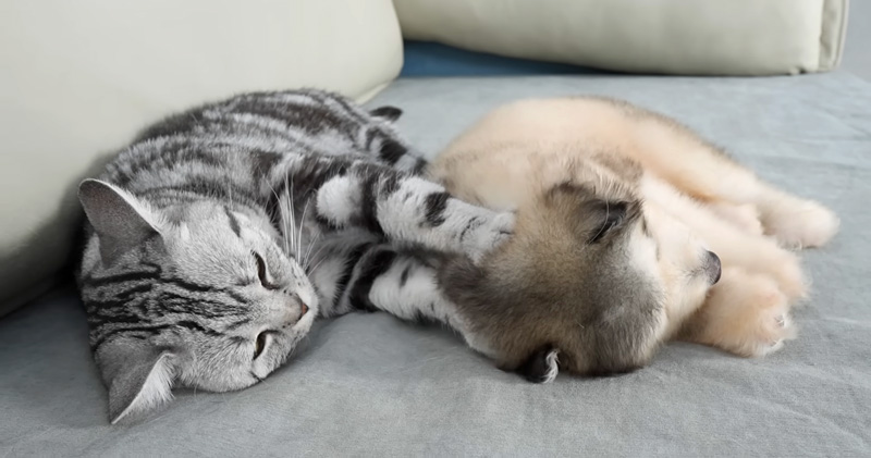 子犬をフミフミする猫