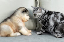 子犬と始めて会った猫