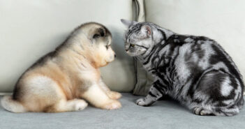 子犬と始めて会った猫