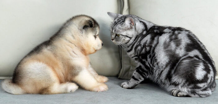 子犬と始めて会った猫