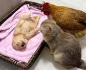 子犬が死んでしまったのではないかと心配した子猫とニワトリ。でもヘソ天で寝ているだけだと気付くと可愛い行動に♡