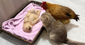 子犬が死んでしまったのではないかと心配した子猫とニワトリ。でもヘソ天で寝ているだけだと気付くと可愛い行動に♡