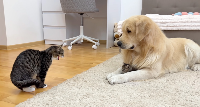 子猫を警戒する猫