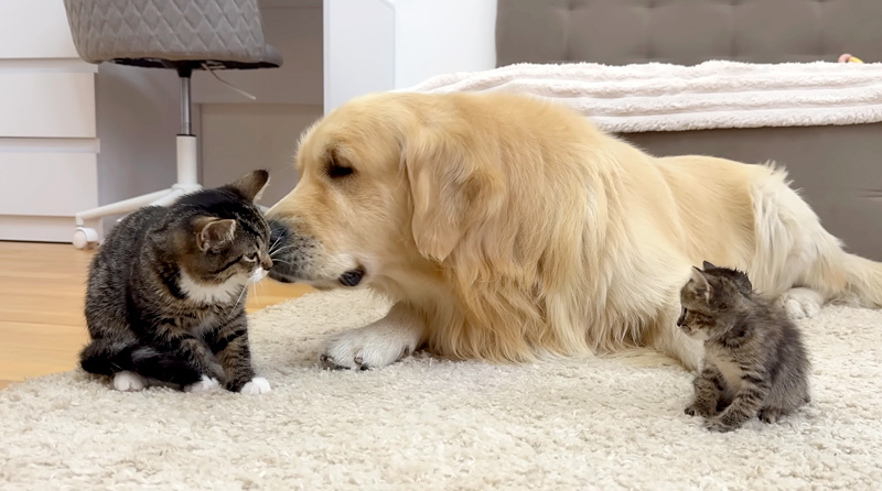 猫を落ち着かせようとするレトリバー