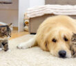 猫に子猫を紹介したレトリバー