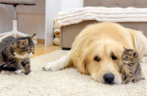 猫に子猫を紹介したレトリバー