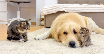 猫に子猫を紹介したレトリバー