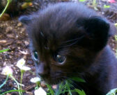 小屋の後ろで助けを求めて鳴いていた迷子の子猫。家に入れてもらうと、幸せいっぱいの出会いが待っていた！