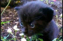 小屋の後ろにいた子猫