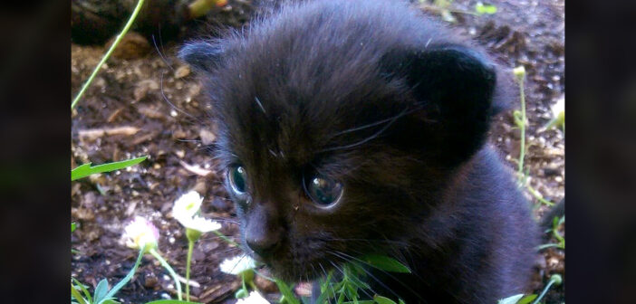 小屋の後ろで助けを求めて鳴いていた迷子の子猫。家に入れてもらうと、幸せいっぱいの出会いが待っていた!