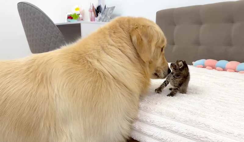 ゴールデンレトリバーと初めて会った子猫