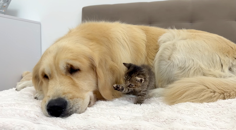 ゴールデンレトリバーのことが気になる子猫