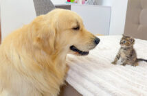 ゴールデンレトリバーと初めて会った子猫
