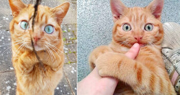 アゴと足にハンデを負いながら、懸命に乗り越えた猫。命を救ってくれた優しい女性と共に最高のクリスマスを迎える！